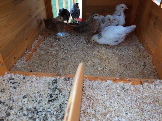 Chicken Coop & Run With Solid Roof – 4000WXR